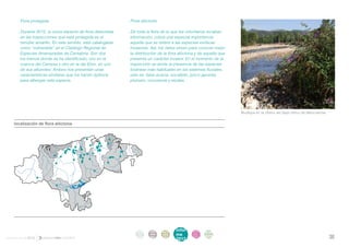 . Flora protegida                                      . Flora alóctona

       . Durante 2012, la única especie de flora detectada    . De toda la flora de la que los voluntarios recaban
         en las inspecciones que está protegida es el           información, cobra una especial importancia
         nenúfar amarillo. En este sentido, está catalogada     aquella que se refiere a las especies exóticas
         como “vulnerable” en el Catálogo Regional de           invasoras. Así, los datos sirven para conocer mejor
         Especies Amenazadas de Cantabria. Son dos              la distribución de la flora alóctona y de aquella que
         los tramos donde se ha identificado, uno en la         presenta un carácter invasor. En el momento de la
         cuenca del Camesa y otro en la del Ebro, en uno        inspección se anota la presencia de las especies
         de sus afluentes. Ambos ríos presentan unas            foráneas más habituales en los sistemas fluviales,
         características similares que los hacen óptimos        esto es: falsa acacia, eucalipto, junco japonés,
         para albergar esta especie.                            plumero, crocosmia y elodea .




                                                                                                                        Budleya en la ribera del Saja cerca de Mazcuerras.

    localización de flora alóctona




                                                                   intro   acti   parti   infor    infor   ane
                                                                    duc    vida   cipa    me       me
                                                                                                           xos
informe anual 2012                                                 ción    des    ción
                                                                                          2012
                                                                                                   2012                                                                      38
 