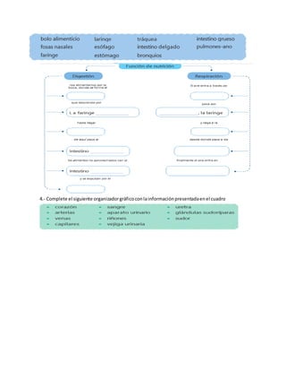 4.- Complete el siguiente organizadorgráficoconlainformaciónpresentadaenel cuadro
 