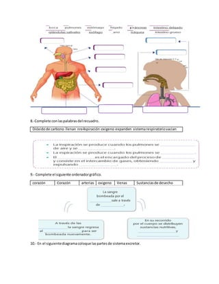 8.-Complete conlaspalabrasdel recuadro.
Dióxidode carbono llenan nre4spiración oxigeno expanden sistemarespiratoriovacian
9.- Complete el siguiente ordenadorgráfico.
corazón Corazón arterias oxigeno Venas Sustanciasde desecho
10.- En el siguientediagramacoloque laspartesde sistemaexcretor.
 