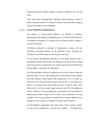 asimismo presentan costillas radiales en número variable de 23 a 26 por
valva.
Cada valva posee prolongaciones, llamadas orejas desiguales, siendo la
anterior de mayor tamaño. La coloración externa varía del rosado a púrpura
oscuro, incluyendo el color anaranjado.
4.7.3.3. CARACTERÍSTICAS BIOLÓGICAS
Este molusco es exclusivamente filtrador, vive filtrando su alimento,
dependiendo de la abundancia de fitoplancton en el medio donde habitan. Si
el fitoplancton desaparece, lo mayoría de los moluscos bivalvos migran o
mueren de inanición.
El alimento principal lo constituye el fitoplancton, y dentro de él las
diatomeas (microalgas pardas) son las preferidas, como: Isochrysis sp,
Chaetoceros sp, Skeletonema sp, Navícula sp, entre otros.
Es un molusco hermafrodita funcional el cual puede desovar total o
parcialmente durante todo el año, sin embargo, en un año normal se puede
observar dos desoves significativos, los cuales coinciden con la proliferación
de microalgas y variaciones de temperatura.
Al ser hermafroditas, tiene los dos gametos, uno de color cremoso (esperma)
parte proximal, el otro de color naranja (óvulos) parte distal. Pueden adquirir
la primera madurez sexual cuando están cumpliendo de 10 a 12 meses con
tallas de 65 mm, los que podrían llegar a desovar de 1 a 10 millones de
óvulos, si el molusco tiene más tiempo, por decir, 2 años de vida y tiene
tallas de 120 a 140 mm, pueden llegar a desovar entre 10 a 40 millones de
óvulos, el desove se inicia generalmente expulsando al exterior primero el
esperma para después seguir con los óvulos, estos organismos son muy
sensibles, tal es así, que cualquier estímulo brusco ya sea por algunos de los
parámetros físico- químicos y biológico le puede causar la muerte.
El ciclo biológico comprende cuatro fases: huevo, larval, juvenil y adulto.
La fase larval es planctónica y presenta tres estadíos: 1. Trocófera (larva
 