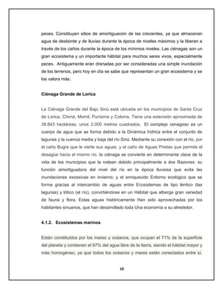 peces. Constituyen sitios de amortiguación de las crecientes, ya que almacenan
agua de desborde y de lluvias durante la época de niveles máximos y la liberan a
través de los caños durante la época de los mínimos niveles. Las ciénagas son un
gran ecosistema y un importante hábitat para muchos seres vivos, especialmente
peces. Antiguamente eran drenadas por ser consideradas una simple inundación
de los terrenos, pero hoy en día se sabe que representan un gran ecosistema y se
los valora más.

Ciénaga Grande de Lorica

La Ciénaga Grande del Bajo Sinú está ubicada en los municipios de Santa Cruz
de Lorica, Chimá, Momil, Purísima y Cotorra. Tiene una extensión aproximada de
38.843 hectáreas, unos 2.000 metros cuadrados. El complejo cenagoso es un
cuerpo de agua que se forma debido a la Dinámica hídrica entre el conjunto de
lagunas y la cuenca media y baja del río Sinú. Mediante su conexión con el río, por
el caño Bugre que le vierte sus aguas, y el caño de Aguas Prietas que permite el
desagüe hacia el mismo río, la ciénaga se convierte en determinante clave de la
vida de los municipios que la rodean debido principalmente a dos Razones: su
función amortiguadora del nivel del río en la época lluviosa que evita las
inundaciones excesivas en invierno; y el enriquecido Entorno ecológico que se
forma gracias al intercambio de aguas entre Ecosistemas de tipo léntico (las
lagunas) y lótico (el río), convirtiéndose en un Hábitat que alberga gran variedad
de fauna y flora. Estas aguas históricamente Han sido aprovechadas por los
habitantes sinuanos, que han desarrollado toda Una economía a su alrededor.

4.1.2. Ecosistemas marinos

Están constituidos por los mares y océanos, que ocupan el 71% de la superficie
del planeta y contienen el 97% del agua libre de la tierra, siendo el hábitat mayor y
más homogéneo, ya que todos los océanos y mares están conectados entre sí.

10

 