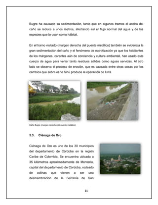 Bugre ha causado su sedimentación, tanto que en algunos tramos el ancho del
caño se reduce a unos metros, afectando así el flujo normal del agua y de las
especies que lo usan como hábitat.

En el tramo visitado (margen derecha del puente metálico) también se evidencia la
gran sedimentación del caño y el fenómeno de eutrofización ya que los habitantes
de los márgenes, carentes aún de conciencia y cultura ambiental, han usado este
cuerpo de agua para verter tanto residuos sólidos como aguas servidas. Al otro
lado se observa el proceso de erosión, que es causada entre otras cosas por los
cambios que sobre el rio Sinú produce la operación de Urrá.

Caño Bugre (margen derecha del puente metálico)

5.3.

Ciénaga de Oro

Ciénaga de Oro es uno de los 30 municipios
del departamento de Córdoba en la región
Caribe de Colombia. Se encuentra ubicada a
35 kilómetros aproximadamente de Montería,
capital del departamento de Córdoba, rodeado
de

colinas

que

desmembración

de

vienen
la

a

Serranía

ser

una

de

San

21

 