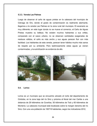 5.3.3. Vereda Las Palmas
Luego de observar el caño de aguas prietas en la cabecera del municipio de
Ciénaga de Oro, donde el grado de contaminación es realmente alarmante,
llegamos a la vereda Las Palmas en la zona rural del municipio. El escenario es
muy diferente; en este lugar donde no se mueve el comercio, el Caño de Aguas
Prietas muestra su belleza. No existen muchos habitantes a sus orillas,
comparado con el casco urbano, no se observan cantidades exageradas de
residuos sólidos, el caño es más ancho y sus aguas parecen fluir con más
facilidad. Los habitantes de esta vereda, parecen tener hábitos mucho más sanos
de respeto por su ambiente; Pero lastimosamente estas aguas ya vienen
contaminadas, y la eutrofización es evidencia de ello.

5.4.

Lorica

Lorica es un municipio que se encuentra ubicado al norte del departamento de
Córdoba, en la zona baja del río Sinú y próxima al litoral del mar Caribe a una
distancia de 29 kilómetros de Coveñas, 50 kilómetros de Tolú y 60 kilómetros de
Montería. La cabecera municipal está localizada sobre la margen derecha del río
Sinú. Con una una población de 106718 habitantes, según los indicadores 2012,

25

 