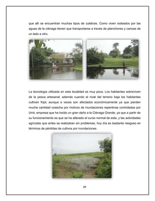 que allí se encuentran muchas tipos de culebras. Como viven rodeados por las
aguas de la ciénaga tienen que transportarse a través de planchones y canoas de
un lado a otro.

La tecnología utilizada en esta localidad es muy poca. Los habitantes sobreviven
de la pesca artesanal; además cuando el nivel del terreno baja los habitantes
cultivan frijol, aunque a veces son afectados económicamente ya que pierden
mucha cantidad cosecha por motivos de inundaciones repentinas controladas por
Urrá, empresa que ha traído un gran daño a la Ciénaga Grande, ya que a partir de
su funcionamiento es que se ha alterado el curso normal de esta, y las actividades
agrícolas que antes se realizaban sin problemas, hoy día es bastante riesgoso en
términos de pérdidas de cultivos por inundaciones.

27

 