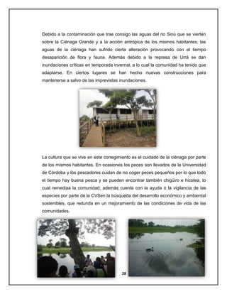 Debido a la contaminación que trae consigo las aguas del rio Sinú que se vierten
sobre la Ciénaga Grande y a la acción antrópica de los mismos habitantes, las
aguas de la ciénaga han sufrido cierta alteración provocando con el tiempo
desaparición de flora y fauna. Además debido a la represa de Urrá se dan
inundaciones críticas en temporada invernal, a lo cual la comunidad ha tenido que
adaptarse. En ciertos lugares se han hecho nuevas construcciones para
mantenerse a salvo de las imprevistas inundaciones.

La cultura que se vive en este corregimiento es el cuidado de la ciénaga por parte
de los mismos habitantes. En ocasiones los peces son llevados de la Universidad
de Córdoba y los pescadores cuidan de no coger peces pequeños por lo que todo
el tiempo hay buena pesca y se pueden encontrar también chigüiro e hicotea, lo
cual remediaa la comunidad; además cuenta con la ayuda ó la vigilancia de las
especies por parte de la CVSen la búsqueda del desarrollo económico y ambiental
sostenibles, que redunda en un mejoramiento de las condiciones de vida de las
comunidades.

28

 