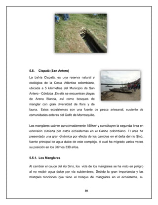 5.5.

Cispatá (San Antero)

La bahía Cispatá, es una reserva natural y
ecológica de la Costa Atlántica colombiana,
ubicada a 5 kilómetros del Municipio de San
Antero - Córdoba .En ella se encuentran playas
de Arena Blanca, así como bosques de
manglar con gran diversidad de flora y de
fauna. Estos ecosistemas son una fuente de pesca artesanal, sustento de
comunidades enteras del Golfo de Morrosquillo.

Los manglares cubren aproximadamente 150km2 y constituyen la segunda área en
extensión cubierta por estos ecosistemas en el Caribe colombiano. El área ha
presentado una gran dinámica por efecto de los cambios en el delta del río Sinú,
fuente principal de agua dulce de este complejo, el cual ha migrado varias veces
su posición en los últimos 330 años.

5.5.1. Los Manglares
Al cambiar el cauce del río Sinú, los vida de los manglares se ha visto en peligro
al no recibir agua dulce por vía subterránea. Debido la gran importancia y las
múltiples funciones que tiene el bosque de manglares en el ecosistema, su

30

 