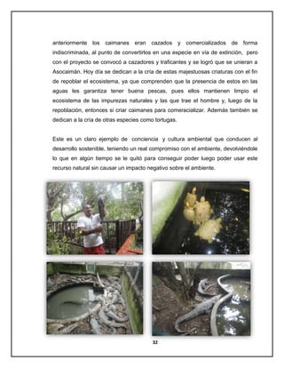 anteriormente

los

caimanes eran

cazados y comercializados de forma

indiscriminada, al punto de convertirlos en una especie en vía de extinción, pero
con el proyecto se convocó a cazadores y traficantes y se logró que se unieran a
Asocaimán. Hoy día se dedican a la cría de estas majestuosas criaturas con el fin
de repoblar el ecosistema, ya que comprenden que la presencia de estos en las
aguas les garantiza tener buena pescas, pues ellos mantienen limpio el
ecosistema de las impurezas naturales y las que trae el hombre y, luego de la
repoblación, entonces si criar caimanes para comeracializar. Además también se
dedican a la cría de otras especies como tortugas.

Este es un claro ejemplo de conciencia y cultura ambiental que conducen al
desarrollo sostenible, teniendo un real compromiso con el ambiente, devolviéndole
lo que en algún tiempo se le quitó para conseguir poder luego poder usar este
recurso natural sin causar un impacto negativo sobre el ambiente.

32

 