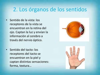 2. Los órganos de los sentidos
• Sentido de la vista: los
receptores de la vista se
encuentran en la retina del
ojo. Captan la luz y envían la
información al cerebro a
través del nervio óptico.
• Sentido del tacto: los
receptores del tacto se
encuentran en la piel y
captan distintas sensaciones:
forma, textura…
 