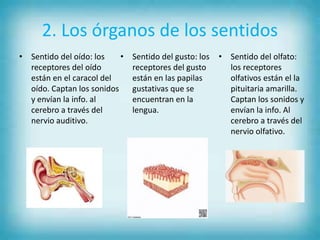 2. Los órganos de los sentidos
• Sentido del oído: los
receptores del oído
están en el caracol del
oído. Captan los sonidos
y envían la info. al
cerebro a través del
nervio auditivo.
• Sentido del gusto: los
receptores del gusto
están en las papilas
gustativas que se
encuentran en la
lengua.
• Sentido del olfato:
los receptores
olfativos están el la
pituitaria amarilla.
Captan los sonidos y
envían la info. Al
cerebro a través del
nervio olfativo.
 