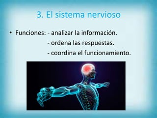 3. El sistema nervioso
• Funciones: - analizar la información.
- ordena las respuestas.
- coordina el funcionamiento.
 