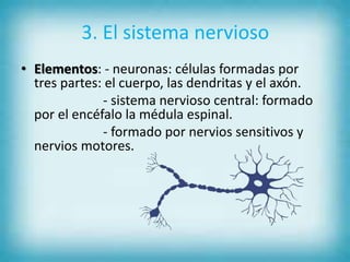 3. El sistema nervioso
• Elementos: - neuronas: células formadas por
tres partes: el cuerpo, las dendritas y el axón.
- sistema nervioso central: formado
por el encéfalo la médula espinal.
- formado por nervios sensitivos y
nervios motores.
 