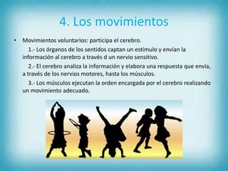 4. Los movimientos
• Movimientos voluntarios: participa el cerebro.
1.- Los órganos de los sentidos captan un estímulo y envían la
información al cerebro a través d un nervio sensitivo.
2.- El cerebro analiza la información y elabora una respuesta que envía,
a través de los nervios motores, hasta los músculos.
3.- Los músculos ejecutan la orden encargada por el cerebro realizando
un movimiento adecuado.
 