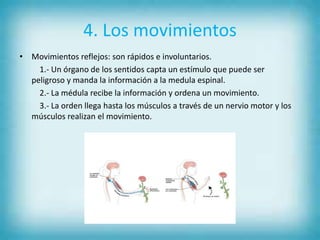 4. Los movimientos
• Movimientos reflejos: son rápidos e involuntarios.
1.- Un órgano de los sentidos capta un estímulo que puede ser
peligroso y manda la información a la medula espinal.
2.- La médula recibe la información y ordena un movimiento.
3.- La orden llega hasta los músculos a través de un nervio motor y los
músculos realizan el movimiento.
 