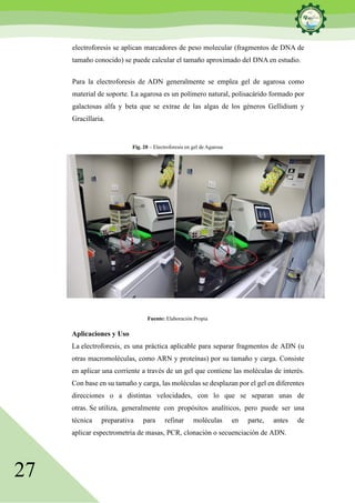 27
electroforesis se aplican marcadores de peso molecular (fragmentos de DNA de
tamaño conocido) se puede calcular el tamaño aproximado del DNA en estudio.
Para la electroforesis de ADN generalmente se emplea gel de agarosa como
material de soporte. La agarosa es un polímero natural, polisacárido formado por
galactosas alfa y beta que se extrae de las algas de los géneros Gellidium y
Gracillaria.
Fig. 20 – Electroforesis en gel de Agarosa
Fuente: Elaboración Propia
Aplicaciones y Uso
La electroforesis, es una práctica aplicable para separar fragmentos de ADN (u
otras macromoléculas, como ARN y proteínas) por su tamaño y carga. Consiste
en aplicar una corriente a través de un gel que contiene las moléculas de interés.
Con base en su tamaño y carga, las moléculas se desplazan por el gel en diferentes
direcciones o a distintas velocidades, con lo que se separan unas de
otras. Se utiliza, generalmente con propósitos analíticos, pero puede ser una
técnica preparativa para refinar moléculas en parte, antes de
aplicar espectrometría de masas, PCR, clonación o secuenciación de ADN.
 