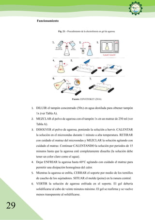 29
Funcionamiento
Fig. 21 – Procedimiento de la electroforesis en gel de agarosa.
Fuente: EDVOTOKET (2016)
1. DILUIR el tampón concentrado (50x) en agua destilada para obtener tampón
1x (ver Tabla A).
2. MEZCLAR el polvo de agarosa con el tampón 1x en un matraz de 250 ml (ver
Tabla A).
3. DISOLVER el polvo de agarosa, poniendo la solución a hervir. CALENTAR
la solución en el microondas durante 1 minuto a alta temperatura. RETIRAR
con cuidado el matraz del microondas y MEZCLAR la solución agitando con
cuidado el matraz. Continuar CALENTANDO la solución por periodos de 15
minutos hasta que la agarosa esté completamente disuelta (la solución debe
tener un color claro como el agua).
4. Dejar ENFRIAR la agarosa hasta 60°C agitando con cuidado el matraz para
permitir una disipación homogénea del calor.
5. Mientras la agarosa se enfría, CERRAR el soporte por medio de los tornillos
de caucho de los sujetadores. SITUAR el molde (peine) en la ranura central.
6. VERTIR la solución de agarosa enfriada en el soporte. El gel debería
solidificarse al cabo de veinte minutos máximo. El gel se reafirma y se vuelve
menos transparente al solidificarse.
 
