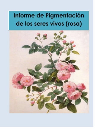 Informe de Pigmentación
de los seres vivos (rosa)
 