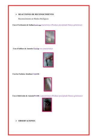  REACCIONES DE RECONOCIMIENTO
Reconocimiento en Medios Biológicos
Con el Carbonato de Sodio:Positivo característico (Produce precipitado blanco gelatinoso)

Con el Sulfuro de Amonio:Positivo no característico

Con los Fosfatos AlcalinosNegativo

Con el hidróxido de AmonioPositivo característico (Produce precipitado blanco gelatinoso)

 OBSERVACIONES

 