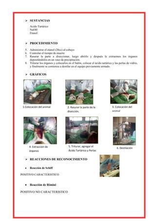  SUSTANCIAS
Acido Tartárico
NaOH
Etanol

 PROCEDIMIENTO
5. Administrar el etanol (20cc) al cobayo
6. Controlar el tiempo de muerte
7. Rasurar la parte a diseccionar, luego abrirlo y después le extraemos los órganos
depositándolos en un vaso de precipitación.
8. Triturar los órganos y colocarlos en el balón, colocar el ácido tartárico y las perlas de vidrio,
y finalmente se comienza a destilar en el equipo previamente armado.

 GRÁFICOS


1.Colocación del animal

2. Rasurar la parte de la
disección.

3. Colocación del
animal

5. Triturar, agregar el
Ácido Tartárico y Perlas

6. Destilación

4. Extracción de
órganos

 REACCIONES DE RECONOCIMIENTO
Reacción de Schiff
POSITIVO CARACTERISTICO

Reacción de Rimini
POSITIVO NO CARACTERISTICO

 