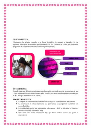 OBSERVACIONES:
Observamos las células vegetales y su forma hexaédrica (en celdas) y alargadas. En 4x
logramos diferenciar la membrana y el citoplasma; en 10x vimos en las celdas que tenían más
proporción de azul de metileno uno diminutos puntos (núcleo).
Observación con
Violeta de Genciana

Membrana celular
núcleo
Pared Celular
Citoplasma

OBJETIVO 40X

CONCLUSIONES:
Se pudo hacer uso del microscopio para una observación y se pudo apreciar la estructura de una
célula, a partir de la epidermis de una cebolla, con la ciencia que estudia estos organismos que
es la Citología (Estructura de las células)
RECOMENDACIONES:
 El empleo de las sustancias que no exceda de lo que es la muestra en el portaobjetos.
 La observación de células representa una gran ventaja ya que permite identificar con
mayor facilidad.
 Para poder indicar algo que veamos en el microscopio y decir su ubicación en el cuerpo
podemos utilizar el sistema del reloj
 Para tener una buena observación hay que tener cuidado cuando se ajusta el
microscopio

 
