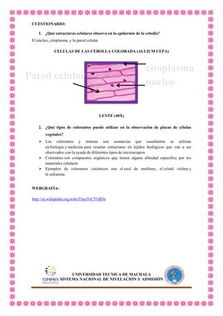 CUESTIONARIO:
1. ¿Qué estructuras celulares observo en la epidermis de la cebolla?
El núcleo, citoplasma, y la pared celular
CELULAS DE LAS CEBOLLA COLORADA (ALLIUM CEPA)

citoplasma
nucleo

Pared celular

LENTE (40X)
2. ¿Qué tipos de colorantes puedo utilizar en la observación de placas de células
vegetales?
 Los colorantes y tinturas son sustancias que usualmente se utilizan
en biología y medicina para resaltar estructuras en tejidos biológicos que van a ser
observados con la ayuda de diferentes tipos de microscopios
 Colorantes son compuestos orgánicos que tienen alguna afinidad específica por los
materiales celulares
 Ejemplos de colorantes catiónicos son el azul de metileno, el cristal violeta y
la safranina.
WEBGRAFÍA:
http://es.wikipedia.org/wiki/Tinci%C3%B3n

UNIVERSIDAD TECNICA DE MACHALA
SISTEMA NACIONAL DE NIVELACIÓN Y ADMISIÓN

 