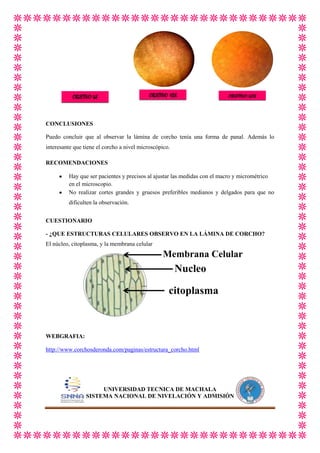 OBJETIVO 4X

OBJETIVO 10X

X

OBJETIVO 40X

X

X

CONCLUSIONES
Puedo concluir que al observar la lámina de corcho tenía una forma de panal. Además lo
interesante que tiene el corcho a nivel microscópico.
RECOMENDACIONES
Hay que ser pacientes y precisos al ajustar las medidas con el macro y micrométrico
en el microscopio.
No realizar cortes grandes y gruesos preferibles medianos y delgados para que no
dificulten la observación.
CUESTIONARIO
- ¿QUE ESTRUCTURAS CELULARES OBSERVO EN LA LÁMINA DE CORCHO?
El núcleo, citoplasma, y la membrana celular

Membrana Celular

Nucleo
citoplasma

WEBGRAFIA:
http://www.corchosderonda.com/paginas/estructura_corcho.html

UNIVERSIDAD TECNICA DE MACHALA
SISTEMA NACIONAL DE NIVELACIÓN Y ADMISIÓN

 