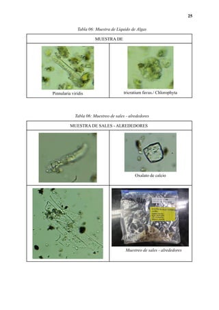 25
Tabla 06: Muestra de Líquido de Algas
MUESTRA DE
Pinnularia viridis tricratium favus./ Chlorophyta
Tabla 06: Muestreo d...