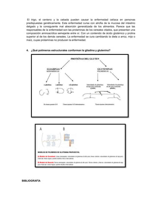 El trigo, el centeno y la cebada pueden causar la enfermedad celíaca en personas
predispuestas genéticamente. Esta enfermedad cursa con atrofia de la mucosa del intestino
delgado y la consiguiente mal absorción generalizada de los alimentos. Parece que las
responsables de la enfermedad son las prolaminas de los cereales citados, que presentan una
composición aminoacídica semejante entre sí. Con un contenido de ácido glutámico y prolina
superior al de los demás cereales. La enfermedad se cura cambiando la dieta a arroz, mijo o
maíz, cuyas prolaminas no producen la enfermedad.
4. ¿Qué polímeros estructurales conforman la gliadina y glutenina?
BIBLIOGRAFÍA
 
