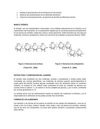 Analizar la granulometría de los almidones en las harinas.
Observar las características de los diferentes almidones
Examinar microscópicamente de gránulos de almidón de diferentes harinas
MARCO TEÓRICO
El almidón, por sus características nutricionales y sus múltiples aplicaciones en la industria, es el
carbohidrato más importante. Es un polisacárido vegetal que se encuentra presente principalmente
en los granos de cereales, tubérculos, frutas y varias legumbres. Están formados por dos tipos de
moléculas, amilosa y amilopectina, ambos son polímeros de unidades α D-glucosa (Álvarez, 2006)
Figura 2: Estructura de amilosa
(Tester R.F., 2004)
Figura 3: Estructura de amilopectina
(Tester R. F., 2004)
ESTRUCTURA Y COMPOSICIÓN DEL ALMIDÓN
El almidón está constituido por dos moléculas, amilosa y amilopectina y ambas partes están
conectadas por uniones glicosídicas. Las moléculas de amilosa suponen aproximadamente la
cuarta parte del almidón (aunque algunas variedades como los almidones céreos no contienen
amilosa). La amilosa es una cadena lineal compuesta de miles de unidades de glucosa con
uniones entre el carbono 1 y el carbono 4 de las unidades de glucosa y, por lo tanto, constituida
por uniones glicosídicos α-1,4.
La amilosa forma una red tridimensional cuando se asocian las moléculas al enfriarse y es la
responsable de la verificación de las pastas cocidas frías de almidón.
FORMAS DE LOS ALMIDONES
Los tamaños y las formas de los granos de almidón de las células del endospermo, varía de un
cereal a otro; en el trigo, centeno, cebada, maíz, sorgo y mijo, los granos son sencillos, mientras
que los de arroz son compuestos. La avena tiene granos sencillos y compuestos predominando
estos últimos.
 
