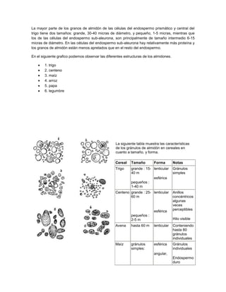 La mayor parte de los granos de almidón de las células del endospermo prismático y central del
trigo tiene dos tamaños: grande, 30-40 micras de diámetro, y pequeño, 1-5 micras, mientras que
los de las células del endospermo sub-aleurona, son principalmente de tamaño intermedio 6-15
micras de diámetro. En las células del endospermo sub-aleurona hay relativamente más proteína y
los granos de almidón están menos apretados que en el resto del endospermo.
En el siguiente grafico podemos observar las diferentes estructuras de los almidones.
1. trigo
2. centeno
3. maíz
4. arroz
5. papa
6. legumbre
La siguiente tabla muestra las características
de los gránulos de almidón en cereales en
cuanto a tamaño, y forma.
Cereal Tamaño Forma Notas
Trigo grande : 15-
40 m
pequeños :
1-40 m
lenticular
esférica
Gránulos
simples
Centeno grande : 25-
60 m
pequeños :
2-5 m
lenticular
esférica
Anillos
concéntricos
algunas
veces
perceptibles
Hilo visible
Avena hasta 60 m lenticular Conteniendo
hasta 80
gránulos
individuales
Maíz gránulos
simples:
esférica
angular,
Gránulos
individuales
Endospermo
duro
 