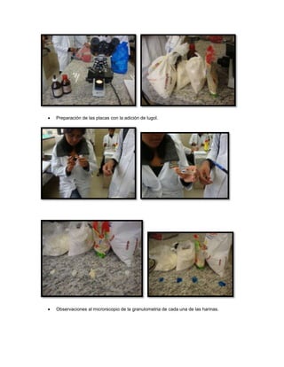 Preparación de las placas con la adición de lugol.
Observaciones al microrscopio de la granulometria de cada una de las harinas.
 