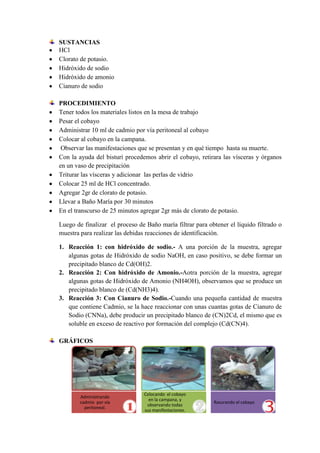 SUSTANCIAS
HCl
Clorato de potasio.
Hidróxido de sodio
Hidróxido de amonio
Cianuro de sodio
PROCEDIMIENTO
Tener todos los materiales listos en la mesa de trabajo
Pesar el cobayo
Administrar 10 ml de cadmio por vía peritoneal al cobayo
Colocar al cobayo en la campana.
Observar las manifestaciones que se presentan y en qué tiempo hasta su muerte.
Con la ayuda del bisturí procedemos abrir el cobayo, retirara las vísceras y órganos
en un vaso de precipitación
Triturar las vísceras y adicionar las perlas de vidrio
Colocar 25 ml de HCl concentrado.
Agregar 2gr de clorato de potasio.
Llevar a Baño María por 30 minutos
En el transcurso de 25 minutos agregar 2gr más de clorato de potasio.
Luego de finalizar el proceso de Baño maría filtrar para obtener el líquido filtrado o
muestra para realizar las debidas reacciones de identificación.
1. Reacción 1: con hidróxido de sodio.- A una porción de la muestra, agregar
algunas gotas de Hidróxido de sodio NaOH, en caso positivo, se debe formar un
precipitado blanco de Cd(OH)2.
2. Reacción 2: Con hidróxido de Amonio.-Aotra porción de la muestra, agregar
algunas gotas de Hidróxido de Amonio (NH4OH), observamos que se produce un
precipitado blanco de (Cd(NH3)4).
3. Reacción 3: Con Cianuro de Sodio.-Cuando una pequeña cantidad de muestra
que contiene Cadmio, se la hace reaccionar con unas cuantas gotas de Cianuro de
Sodio (CNNa), debe producir un precipitado blanco de (CN)2Cd, el mismo que es
soluble en exceso de reactivo por formación del complejo (Cd(CN)4).
GRÁFICOS

Administrando
cadmio por vía
peritoneal.

Colocando el cobayo
en la campana, y
observando todas
sus manifestaciones.

Rasurando el cabayo

 