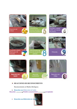 Disección del
cobayo

Colocando las
vísceras (picadas lo
más finas posibles)

Proceder a añadir
el HCl y el clorato
de potasio.

LLevando a Baño
María por 30
minutos

Adicionando 2gr
mas de clorato de
potasio

Filtrando .

Reacción con
NaOH

Reacción
conNH4OH

Reacción con
CNNa

REACCIONES DE RECONOCIMIENTO
Reconocimiento en Medios Biológicos
Reacción con Hidróxido de Sodio
Reacción
Positivo característico

Reacción con Hidróxido de Amonio

precipitado

 