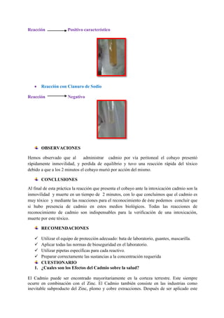 Reacción

Positivo característico

Reacción con Cianuro de Sodio
Reacción

Negativo

OBSERVACIONES
Hemos observado que al
administrar cadmio por vía peritoneal el cobayo presentó
rápidamente inmovilidad, y perdida de equilibrio y tuvo una reacción rápida del tóxico
debido a que a los 2 minutos el cobayo murió por acción del mismo.
CONCLUSIONES
Al final de esta práctica la reacción que presenta el cobayo ante la intoxicación cadmio son la
inmovilidad y muerte en un tiempo de 2 minutos, con lo que concluimos que el cadmio es
muy tóxico y mediante las reacciones para el reconocimiento de éste podemos concluir que
si hubo presencia de cadmio en estos medios biológicos. Todas las reacciones de
reconocimiento de cadmio son indispensables para la verificación de una intoxicación,
muerte por este tóxico.
RECOMENDACIONES





Utilizar el equipo de protección adecuado: bata de laboratorio, guantes, mascarilla.
Aplicar todas las normas de bioseguridad en el laboratorio.
Utilizar pipetas específicas para cada reactivo.
Preparar correctamente las sustancias a la concentración requerida
CUESTIONARIO
1. ¿Cuales son los Efectos del Cadmio sobre la salud?
El Cadmio puede ser encontrado mayoritariamente en la corteza terrestre. Este siempre
ocurre en combinación con el Zinc. El Cadmio también consiste en las industrias como
inevitable subproducto del Zinc, plomo y cobre extracciones. Después de ser aplicado este

 