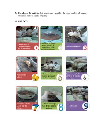 7. Con el azul de metileno. Este reactivo es reducido a la forma incolora al hacerlo
reaccionar frente al Estaño bivalente.
GRÁFICOS

Colocando el cobayo
en la campana, y
observando todas
sus manifestaciones.

Rasurando el cabayo

Disección del
cobayo

Colocando las
vísceras (picadas lo
más finas posibles)

Proceder a añadir
el HCl y el clorato
de potasio.

LLevando a Baño
María por 30
minutos

Adicionando 2gr
mas de clorato de
potasio

Administrando
Cloruro estannoso
por vía peritoneal.

Filtrando .

 