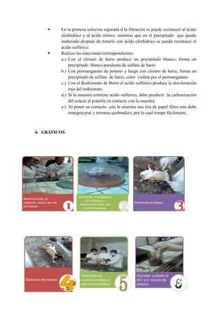 



En la primera solución separada d la filtración se puede reconocer al ácido
clorhídrico y al ácido nítrico, mientras que en el precipitado que quedo
inalterado después de tratarlo con ácido clorhídrico se puede reconocer el
ácido sulfúrico.
Realizo las reacciones correspondientes:
a.) Con el cloruro de bario produce un precipitado blanco, forma un
precipitado blanco purulento de sulfato de bario
b.) Con permanganato de potasio y luego con cloruro de bario, forma un
precipitado de sulfato de bario, color violeta por el permanganato.
c.) Con el Rodizonato de Bario el acido sulfúrico produce la decoloración
roja del rodizonato.
d.) Si la muestra contiene acido sulfúrico, debe producir la carbonización
del azúcar al ponerla en contacto con la muestra.
e.) Al poner en contacto con la muestra una tira de papel filtro este debe
ennegrecerse y tornarse quebradizo, por lo cual rompe fácilmente.

GRÁFICOS

Administrando la
sustancia toxica por vía
peritoneal.

Disección del cobayo

Colocando el cobayo en
la campana, y
observando todas sus
manifestaciones.

Colocando las
vísceras (picadas lo
más finas posibles)

Rasurando el cabayo

Proceder a añadir el
HCl y el clorato de
potasio.

 