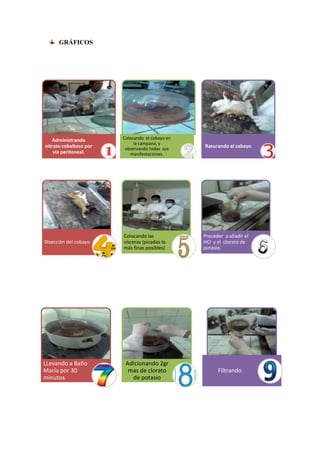 GRÁFICOS

Administrando
nitrato cobaltoso por
vía peritoneal.

Colocando el cobayo en
la campana, y
observando todas sus
manifestaciones.

Disección del cobayo

Colocando las
vísceras (picadas lo
más finas posibles)

LLevando a Baño
María por 30
minutos

Adicionando 2gr
mas de clorato
de potasio

Rasurando el cabayo

Proceder a añadir el
HCl y el clorato de
potasio.

Filtrando .

 