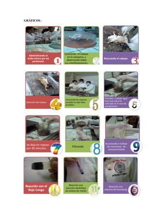 GRÁFICOS

Administrando el
ácido nítrico por vía
peritoneal.

Disección del cobayo

Se deja en reposo
por 30 minutos

Reacción con el
Rojo Congo

Colocando el cobayo
en la campana, y
observando todas
sus manifestaciones.

Rasurando el cabayo

Colocando las vísceras
(picadas lo más finas
posibles)

Proceder a añadir agua
hata que cubra lo
colocado en el vaso de
precipitación.

Filtrando

Reacción con
solución alcohólica
de violeta de metilo

Se procede a realizar
las reacciones de
reconocimiento

Reacción con
reactivo de Gunzburg

 