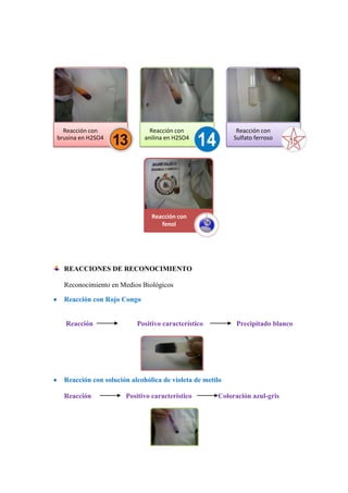 Reacción con
brusina en H2SO4

Reacción con
anilina en H2SO4

Reacción con
Sulfato ferroso

Reacción con
fenol

REACCIONES DE RECONOCIMIENTO
Reconocimiento en Medios Biológicos
Reacción con Rojo Congo

Reacción

Positivo característico

Precipitado blanco

Reacción con solución alcohólica de violeta de metilo
Reacción

Positivo característico

Coloración azul-gris

 
