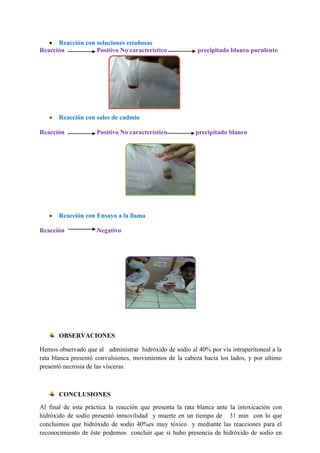 Reacción con soluciones estañosas
Reacción
Positivo No característico

precipitado blanco purulento

Reacción con sales de cadmio
Reacción

Positivo No característico

precipitado blanco

Reacción con Ensayo a la llama
Reacción

Negativo

OBSERVACIONES
Hemos observado que al administrar hidróxido de sodio al 40% por vía intraperitoneal a la
rata blanca presentó convulsiones, movimientos de la cabeza hacia los lados, y por ultimo
presentó necrosia de las vísceras.

CONCLUSIONES
Al final de esta práctica la reacción que presenta la rata blanca ante la intoxicación con
hidróxido de sodio presentó inmovilidad y muerte en un tiempo de 31 min con lo que
concluimos que hidróxido de sodio 40%es muy tóxico y mediante las reacciones para el
reconocimiento de éste podemos concluir que si hubo presencia de hidróxido de sodio en

 