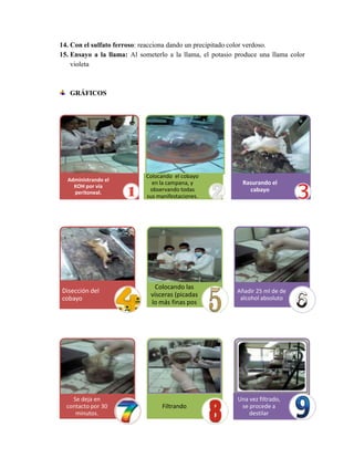 14. Con el sulfato ferroso: reacciona dando un precipitado color verdoso.
15. Ensayo a la llama: Al someterlo a la llama, el potasio produce una llama color
violeta

GRÁFICOS

Administrando el
KOH por vía
peritoneal.

Disección del
cobayo

Se deja en
contacto por 30
minutos.

Colocando el cobayo
en la campana, y
observando todas
sus manifestaciones.

Colocando las
vísceras (picadas
lo más finas pos

Filtrando

Rasurando el
cabayo

Añadir 25 ml de de
alcohol absoluto

Una vez filtrado,
se procede a
destilar

 