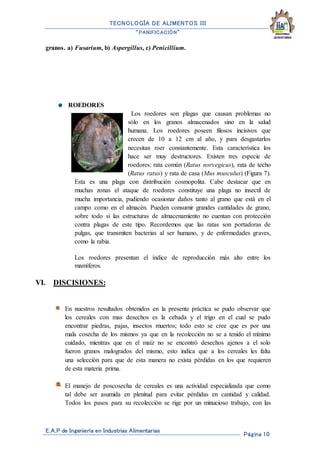 TECNOLOGÍA DE ALIMENTOS III
“PANIFICACIÓN”
E.A.P de Ingeniería en Industrias Alimentarias
Página 10
granos. a) Fusarium, b) Aspergillus, c) Penicillium.
ROEDORES
Los roedores son plagas que causan problemas no
sólo en los granos almacenados sino en la salud
humana. Los roedores poseen filosos incisivos que
crecen de 10 a 12 cm al año, y para desgastarlos
necesitan roer constantemente. Esta característica los
hace ser muy destructores. Existen tres especie de
roedores: rata común (Ratus norvegicus), rata de techo
(Ratus ratus) y rata de casa (Mus musculus) (Figura 7).
Esta es una plaga con distribución cosmopolita. Cabe destacar que en
muchas zonas el ataque de roedores constituye una plaga no insectil de
mucha importancia, pudiendo ocasionar daños tanto al grano que está en el
campo como en el almacén. Pueden consumir grandes cantidades de grano,
sobre todo si las estructuras de almacenamiento no cuentan con protección
contra plagas de este tipo. Recordemos que las ratas son portadoras de
pulgas, que transmiten bacterias al ser humano, y de enfermedades graves,
como la rabia.
Los roedores presentan el índice de reproducción más alto entre los
mamíferos.
VI. DISCISIONES:
En nuestros resultados obtenidos en la presente práctica se pudo observar que
los cereales con mas desechos es la cebada y el trigo en el cual se pudo
encontrar piedras, pajas, insectos muertos; todo esto se cree que es por una
mala cosecha de los mismos ya que en la recolección no se a tenido el mínimo
cuidado, mientras que en el maíz no se encontró desechos ajenos a el solo
fueron granos malogrados del mismo, esto indica que a los cereales les falta
una selección para que de esta manera no exista pérdidas en los que requieren
de esta materia prima.
El manejo de poscosecha de cereales es una actividad especializada que como
tal debe ser asumida en plenitud para evitar pérdidas en cantidad y calidad.
Todos los pasos para su recolección se rige por un minucioso trabajo, con las
 