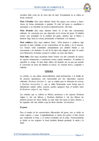 TECNOLOGÍA DE ALIMENTOS III
“PANIFICACIÓN”
E.A.P de Ingeniería en Industrias Alimentarias
Página 17
envoltura foliar como las de otros tipo de maíz. Normalmente no se cultiva en
forma comercial
Maíz Cristalino (Zea mayz indurata Sturt) Sus granos son corneos y duros,
vítreos de forma redondeada o puntuda. El color del grano es amarillento o
anaranjado y su velocidad de secado comparativamente más lenta
Maíz Dentado (Zea mays indenata Sturt): Es el tipo más extensamente
cultivado. Se caracteriza por una depresión en la corona del grano. El almidón
corneo está acumulado en la periferia del grano, mientras que el blanco o
harinoso llega hasta la corona, produciendo el indentado a la madurez.
Maíz amiláceo (Zea mays amilacea Sturt) : Maíz harinoso o amilaceo, algo
parecido al maíz cristalino en las características de las planta y de la mazorca.
Los Granos están constituidos principalmente por almidón blando y son
escasamente o no dentados. Es uno de los tipos más antiguos de maíz. Es usado
en la fabricación de harinas porque le confiere un color más blanco
Maíz dulce (Zea mays saccharata Sturt): Granos con alto contenido de azúcar,
de aspecto transparente y consistencia cornea cuando inmaduros. Al madurar la
superficie se arruga. El maíz dulce difiere del dentado por un gen que permite
la conversión de parte del almidón en azúcar. Se consume fresco, congelado o
enlatado.
CEBADA
La cebada, es una planta monocotiledónea anual perteneciente a la familia de
las poáceas (gramíneas), está representada por dos importantes especies
cultivadas: Hordeum distichon L., que se emplea para la obtención de cerveza,
y Hordeum hexastichon L., que se utiliza básicamente como forraje para la
alimentación animal; ambas especies pueden agruparse bajo el nombre único
de Hordeum vulgare L. ssp. Vulgare.
Las cebadas que se cultivan en México pertenecen a las especies Hordcum
vulgare L. (de seis hileras), y Hordeum distichum L. (de dos hileras), las
primeras poseen tres flores fértiles en cada nudo del raquis en lados alternos, y
las segundas sólo una, debido a que las flores laterales son abortivas.
El grano
Para el estudio de las características diferenciales del grano, éste se divide en
varias regiones o zonas. Longitudinalmente se tienen dos partes: el lado dorsal
que comprende la lema, y el ventral constituido por la palea. Transversalmente
se divide en tres regiones: la basal (también llamada germinal), la media y la
distal.
 