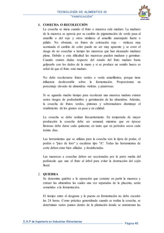 TECNOLOGÍA DE ALIMENTOS III
“PANIFICACIÓN”
E.A.P de Ingeniería en Industrias Alimentarias
Página 40
1. COSECHA O RECOLECCIÓN
La cosecha se inicia cuando el fruto o mazorca está maduro. La madurez
de la mazorca se aprecia por su cambio de pigmentación: de verde pasa al
amarillo o del rojo y otros similares al amarillo anaranjado fuerte o
pálido. No obstante, en frutos de coloración roja – violácea muy
acentuada el cambio de color puede no ser muy aparente y se corre el
riesgo de no cosechar a tiempo las mazorcas que han alcanzado madurez
plena. Debido a esta dificultad las mazorcas pueden madurar y germinar.
Cuando existen dudas respecto del estado del fruto maduro basta
golpearlo con los dedos de la mano y si se produce un sonido hueco es
señal de que el fruto está maduro.
No debe recolectarse frutos verdes o verde amarillentos, porque tiene
influencia desfavorable sobre la fermentación. Proporcionan un
porcentaje elevado de almendras violetas y pizarrosas.
Si se aguarda mucho tiempo para recolectar una mazorca madura existen
serios riesgos de podredumbre y germinación de las almendras. Además,
la cosecha de frutos verdes, pintones y sobremaduros disminuye el
rendimiento de los granos en peso y en calidad.
La cosecha se debe realizar frecuentemente. En temporada de mayor
producción la cosecha debe ser semanal; mientras que en épocas
lluviosas debe darse cada quincena; en tanto que en períodos secos cada
treinta días.
Las herramientas que se utilizan para la cosecha son: la tijera de podar, el
podón o "pico de loro" y escaleras tipo "A". Todas las herramientas de
corte deben estar bien afiladas y desinfectadas.
Las mazorcas a cosechar deben ser seccionadas por la parte media del
pedúnculo que une el fruto al árbol para evitar la destrucción del cojín
floral.
2. QUIEBRA
Se denomina quiebra a la operación que consiste en partir la mazorca y
extraer las almendras las cuales una vez separadas de la placenta, serán
sometidas a la fermentación.
El tiempo entre el desgrane y la puesta en fermentación no debe exceder
las 24 horas. Como práctica generalizada cuando se realiza la cosecha, se
determinan varios puntos dentro de la plantación donde se amontonan las
 