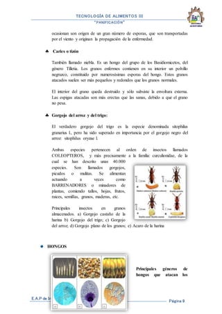TECNOLOGÍA DE ALIMENTOS III
“PANIFICACIÓN”
E.A.P de Ingeniería en Industrias Alimentarias
Página 9
ocasionan son origen de un gran número de esporas, que son transportadas
por el viento y originan la propagación de la enfermedad.
 Caries o tizón
También llamado niebla. Es un hongo del grupo de los Basidiomicetos, del
género Tilletia. Los granos enfermos contienen en su interior un polvillo
negruzco, constituido por numerosísimas esporas del hongo. Estos granos
atacados suelen ser más pequeños y redondos que los granos normales.
El interior del grano queda destruido y sólo subsiste la envoltura externa.
Las espigas atacadas son más erectas que las sanas, debido a que el grano
no pesa.
 Gorgojo del arroz y del trigo:
El verdadero gorgojo del trigo es la especie denominada sitophilus
granarius l., pero ha sido superado en importancia por el gorgojo negro del
arroz: sitophilus oryzae l.
Ambas especies pertenecen al orden de insectos llamados
COLEOPTEROS, y más precisamente a la familia: curculionidae, de la
cual se han descrito unas 40.000
especies. Son llamados gorgojos,
picudos o mulitas. Se alimentan
actuando a veces como
BARRENADORES o minadores de
plantas, comiendo tallos, hojas, frutos,
raices, semillas, granos, maderas, etc.
Principales insectos en granos
almacenados. a) Gorgojo castaño de la
harina b) Gorgojo del trigo; c) Gorgojo
del arroz; d) Gorgojo plano de los granos; e) Acaro de la harina
HONGOS
Principales géneros de
hongos que atacan los
 