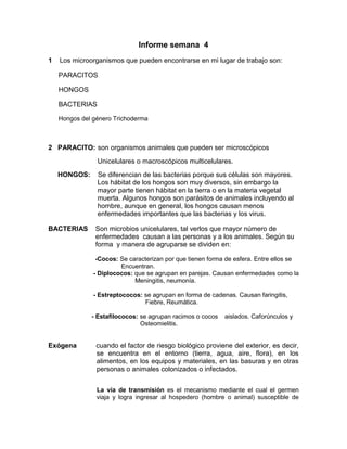 Informe semana 4
1 Los microorganismos que pueden encontrarse en mi lugar de trabajo son:
PARACITOS
HONGOS
BACTERIAS
Hongos del género Trichoderma
2 PARACITO: son organismos animales que pueden ser microscópicos
Unicelulares o macroscópicos multicelulares.
HONGOS: Se diferencian de las bacterias porque sus células son mayores.
Los hábitat de los hongos son muy diversos, sin embargo la
mayor parte tienen hábitat en la tierra o en la materia vegetal
muerta. Algunos hongos son parásitos de animales incluyendo al
hombre, aunque en general, los hongos causan menos
enfermedades importantes que las bacterias y los virus.
BACTERIAS Son microbios unicelulares, tal verlos que mayor número de
enfermedades causan a las personas y a los animales. Según su
forma y manera de agruparse se dividen en:
-Cocos: Se caracterizan por que tienen forma de esfera. Entre ellos se
Encuentran.
- Diplococos: que se agrupan en parejas. Causan enfermedades como la
Meningitis, neumonía.
- Estreptococos: se agrupan en forma de cadenas. Causan faringitis,
Fiebre, Reumática.
- Estafilococos: se agrupan racimos o cocos aislados. Caforúnculos y
Osteomielitis.
Exógena cuando el factor de riesgo biológico proviene del exterior, es decir,
se encuentra en el entorno (tierra, agua, aire, flora), en los
alimentos, en los equipos y materiales, en las basuras y en otras
personas o animales colonizados o infectados.
La vía de transmisión es el mecanismo mediante el cual el germen
viaja y logra ingresar al hospedero (hombre o animal) susceptible de
 