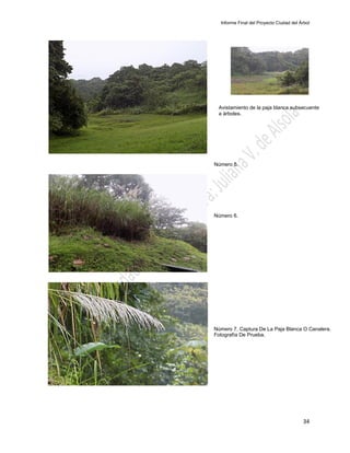 Informe Final del Proyecto Ciudad del Árbol
34
Avistamiento de la paja blanca subsecuente
a árboles.
Número 7. Captura De La Paja Blanca O Canalera.
Fotografía De Prueba.
Número 5.
Número 6.
 
