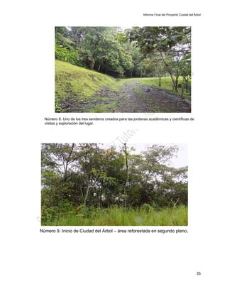 Informe Final del Proyecto Ciudad del Árbol
35
Número 8. Uno de los tres senderos creados para las jordanas académicas y científicas de
visitas y exploración del lugar.
Número 9. Inicio de Ciudad del Árbol – área reforestada en segundo plano.
 