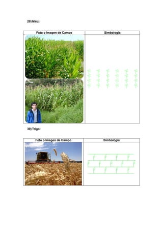 29) Maíz:
Foto o Imagen de Campo Simbología
30) Trigo:
Foto o Imagen de Campo Simbología
 