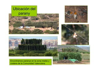 Ubicación del
parany
Encontramos paranys en la zona media y
costera de la Comunidad Valenciana.
 