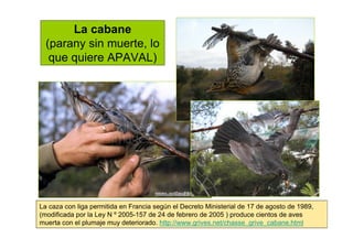 La cabane
(parany sin muerte, lo
que quiere APAVAL)
La caza con liga permitida en Francia según el Decreto Ministerial de ...